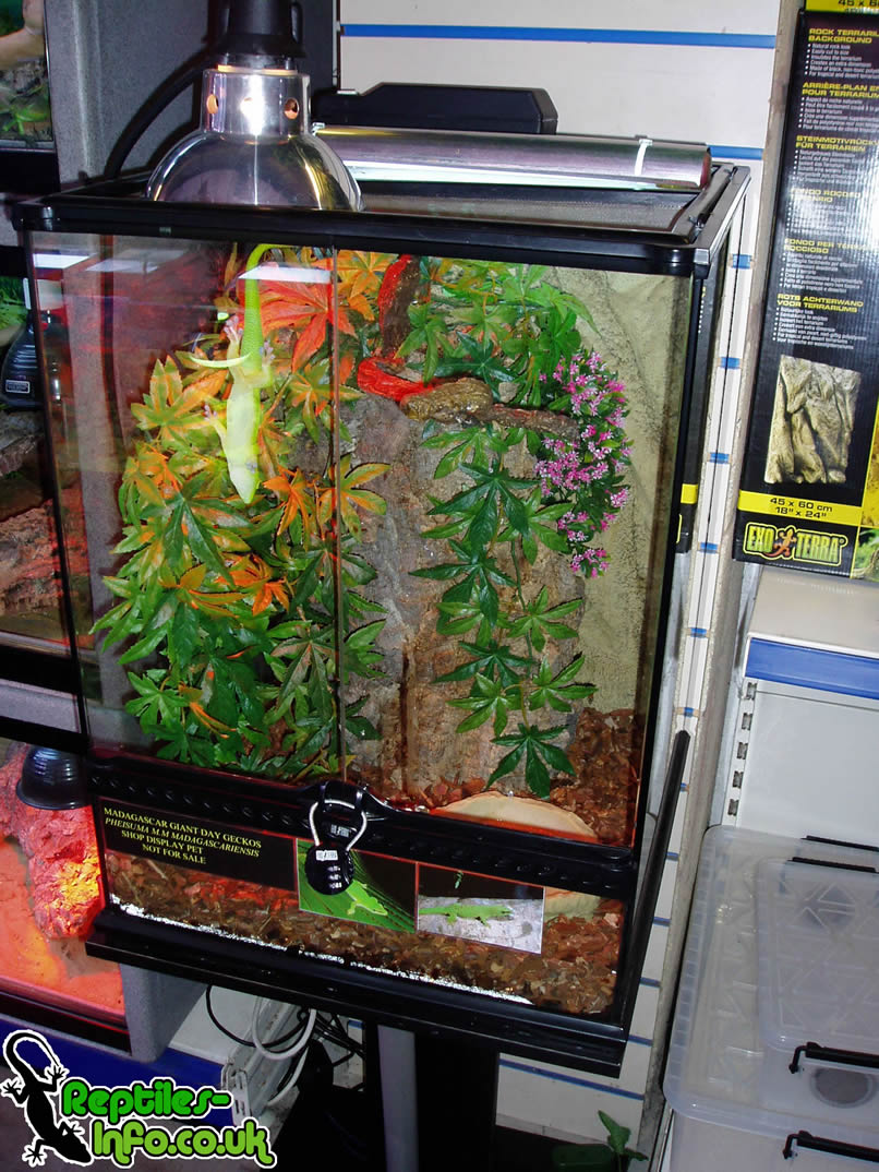 Red Eyed Tree Frog Habitat Setup