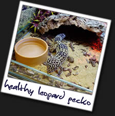 Leopard-Gecko1