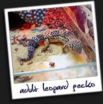 Leopard-Gecko2