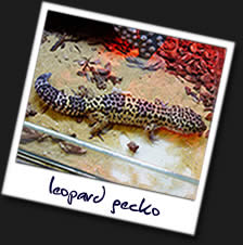 Leopard-Gecko