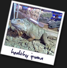 Healthy-Iguana