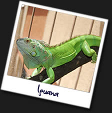 Iguana