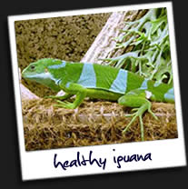 Healthy-Iguana