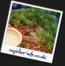 Reptiles-Info.co.uk