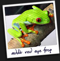 Close-Up-Tree-Frog