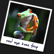 Red-Eye-Tree-Frog