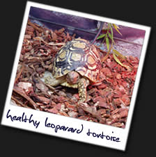 Healthy-Tortoise