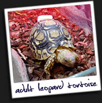 Leopard-Tortoise