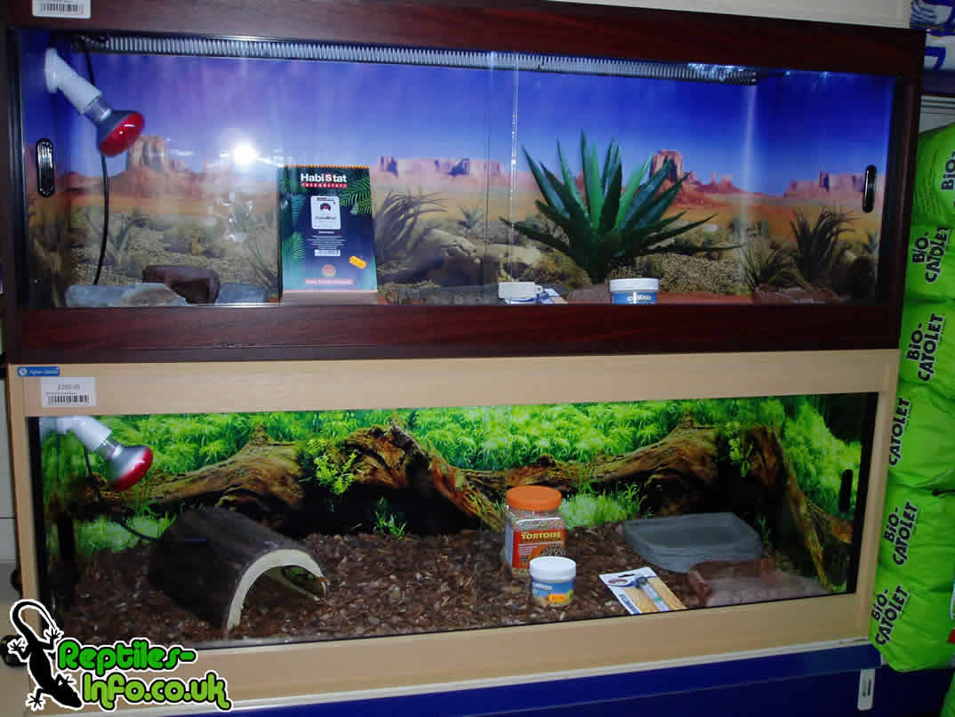 tortoise enclosure decor