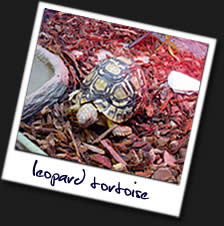 Leopard-Tortoise
